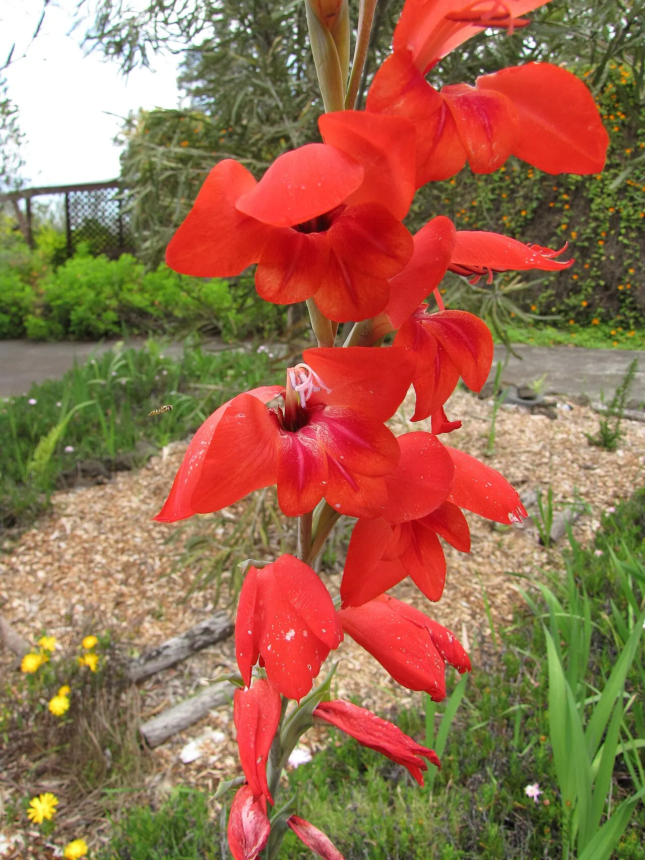 Kardelio žiedai